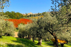 colleciocco-10
